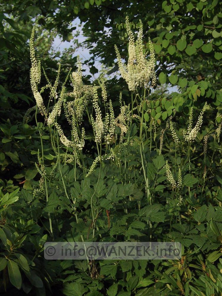 Actaea racemosa 01.jpg